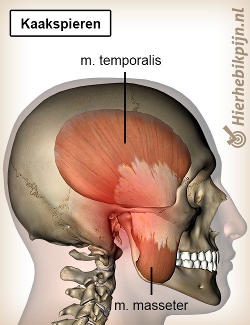 hoofd kaak spieren kaakspieren musculus temporalis masseter