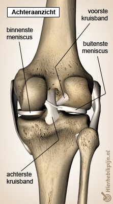 knie meniscus back