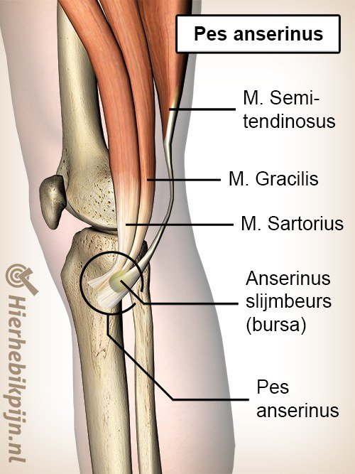 knie pes anserinus slijmbeurs bursa sartorius gracilis semitendinosus pezen ganzenpoot syndroom