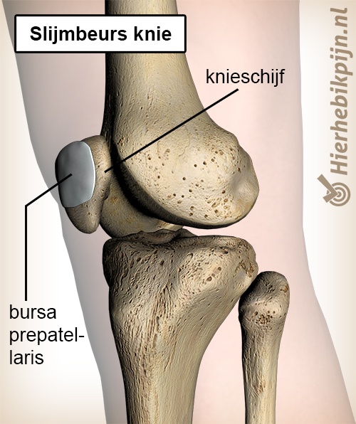 knie slijmbeurs bursa prepatellaris