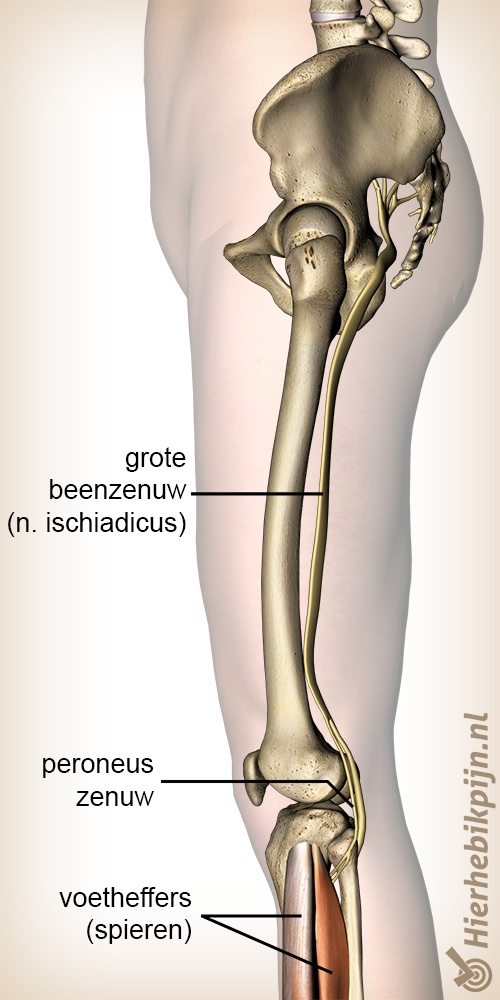 been peroneus zenuw tibialis oorsprong nervus ischiadicus