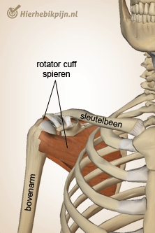 schouder rotatorcuff algemeen