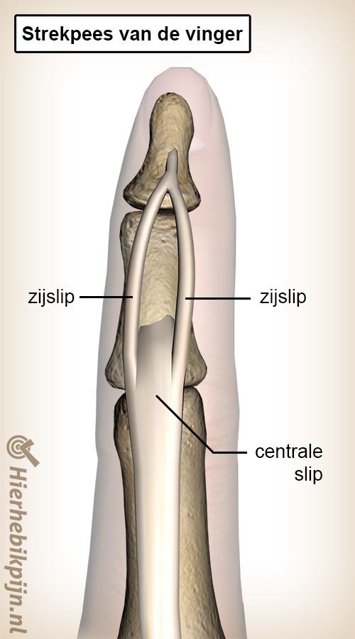 vinger strekpees slippen centrale slip zijslip