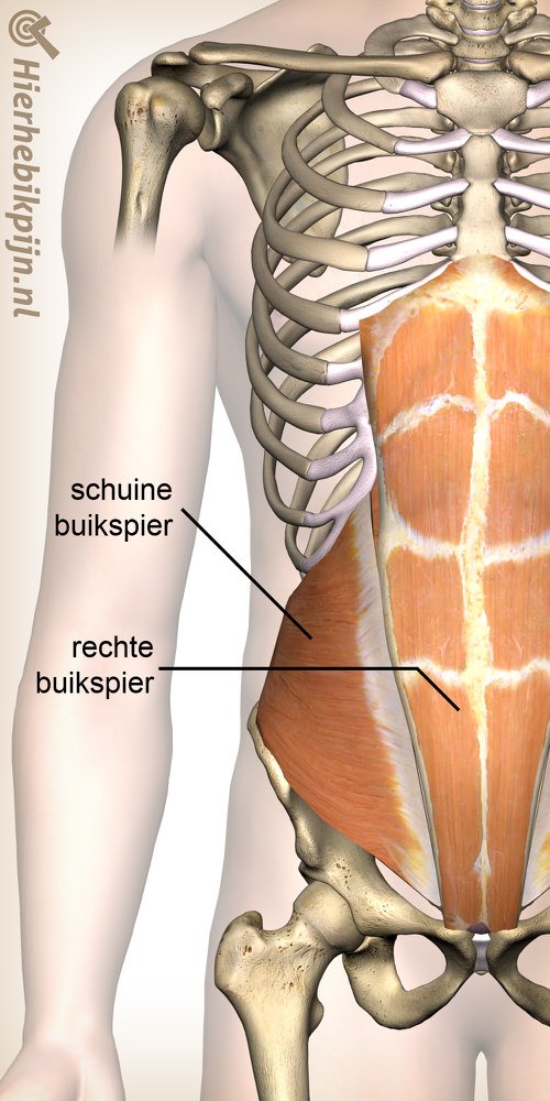 buik schuine buikspier rechte buikspier anatomie