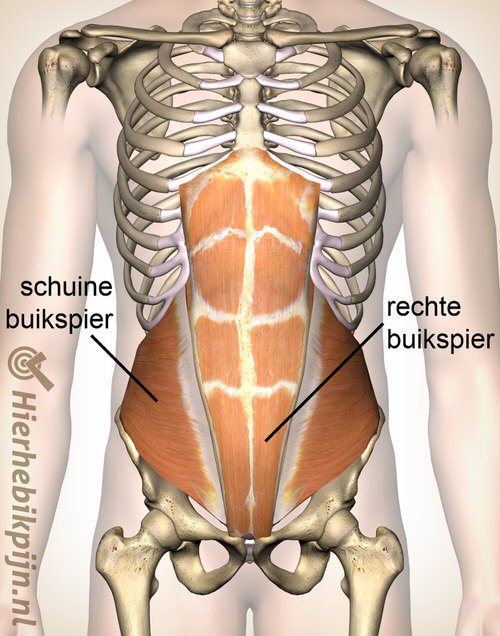 buik schuine buikspier rechte buikspier