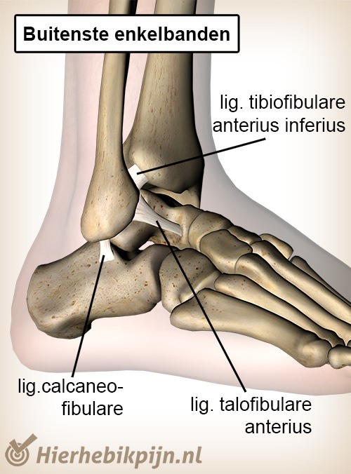enkel banden ligament talofibulare calcaneofibulare tibiofibulare anatomie