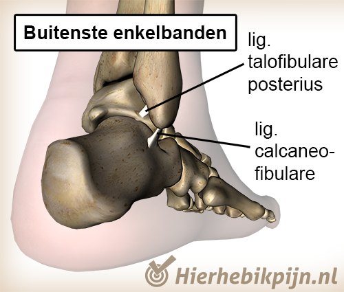 enkel ligament ligamentum talofibulare posterius calcaneofibulare calcaneus anatomie achter