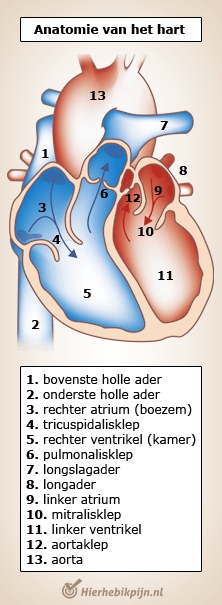 hart anatomie linker rechter boezem kamer hartklep slagader ader