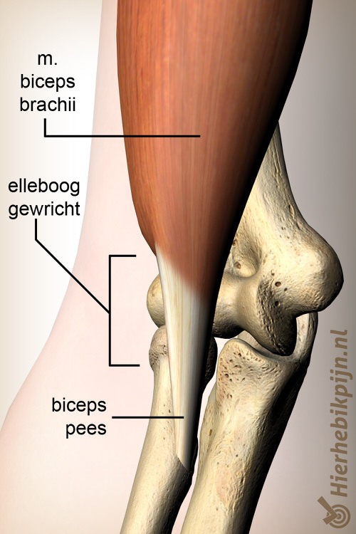 arm biceps pees distaal