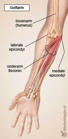 arm golfarm anatomie