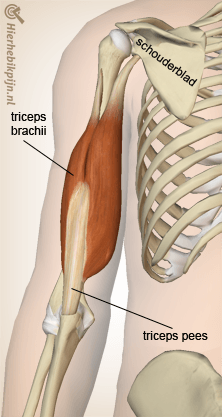 arm triceps spier pees schouderblad elleboog