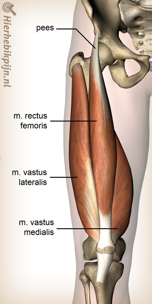 been quadriceps spier rectus femoris vastus lateralis medialis