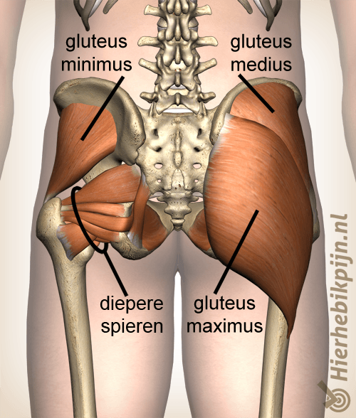 anatomie bil