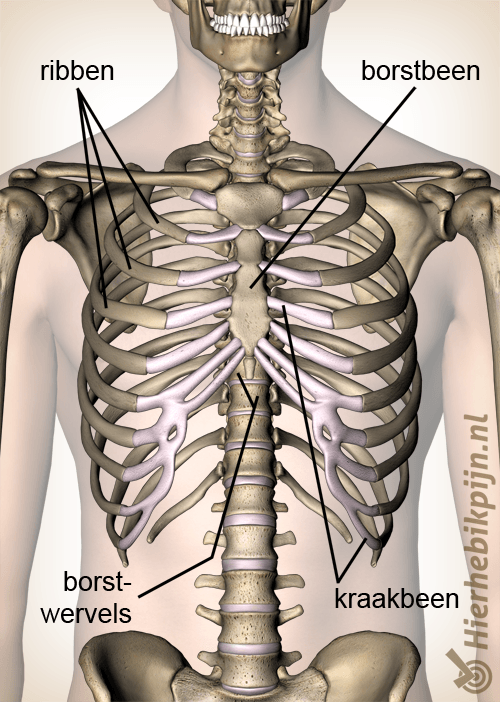 anatomie borst