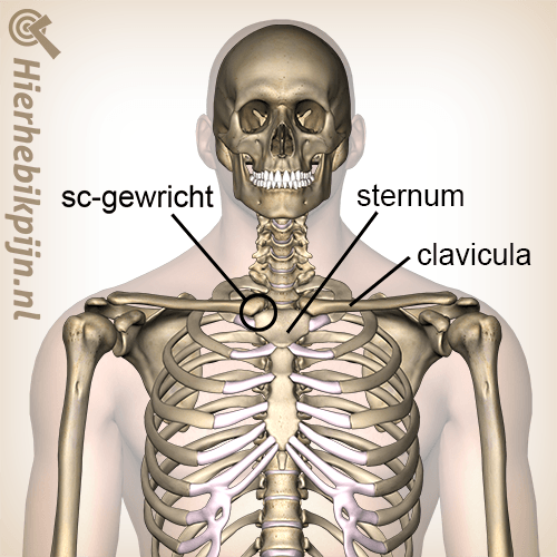 borst sternoclaviculaire gewricht locatie sternum clavicula