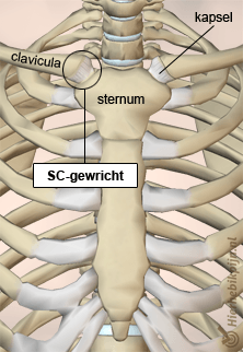 borst sternum clavicula sc gewricht