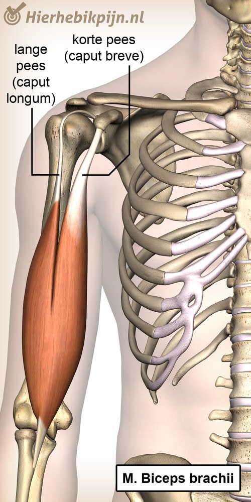 bovenarm biceps brachii caput longum breve anatomie voorzijde