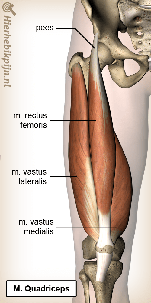 anatomie bovenbeen