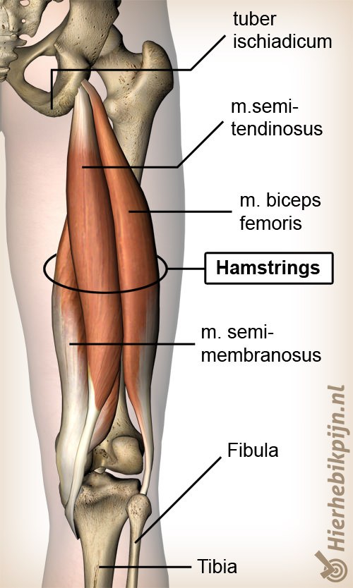 bovenbeen hamstring hamstrings semi membranosis biceps femoris semitendinosus tuber ischiadicum