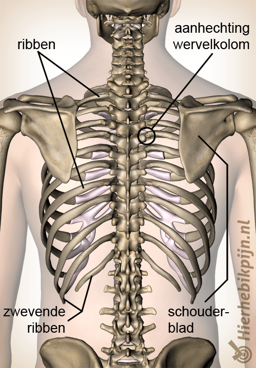 anatomie bovenrug