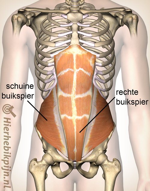 knal Vlekkeloos ramp Pijn aan de buikspieren | Oorzaak, symptomen & behandeling