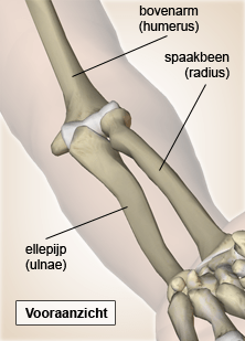 anatomie elleboog