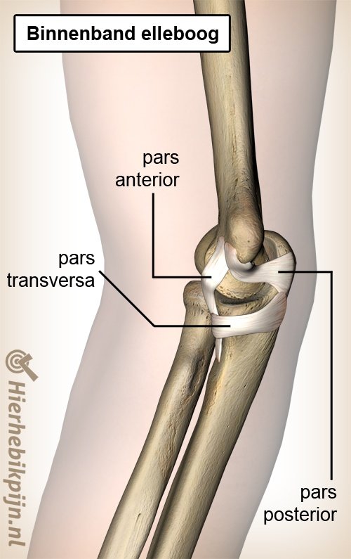 elleboog binnenband ulnair collateraal ligament mediaal pars anterior posterior transversa