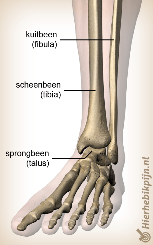 anatomie enkel