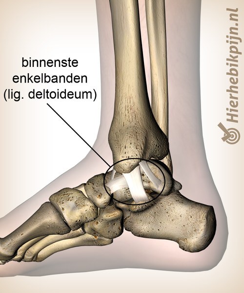 enkel binnenste mediale enkelbanden ligamentum deltoideum