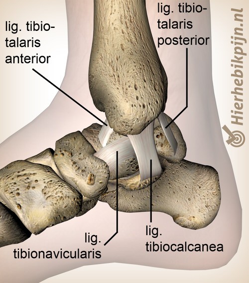 enkel ligamentum deltoideum tibiotalaris anterior posterior tibiocalcanea tibionavicularis