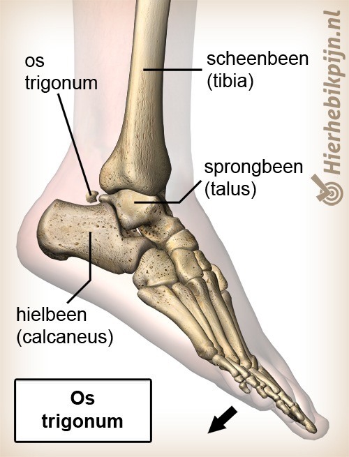 enkel posterior impingement os trigonum