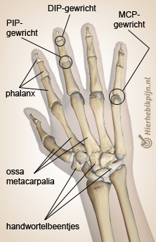 anatomie hand