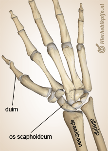 hand scaphoideum