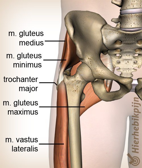 heup gluteus medius minimus maximus trochanter major vastus lateralis