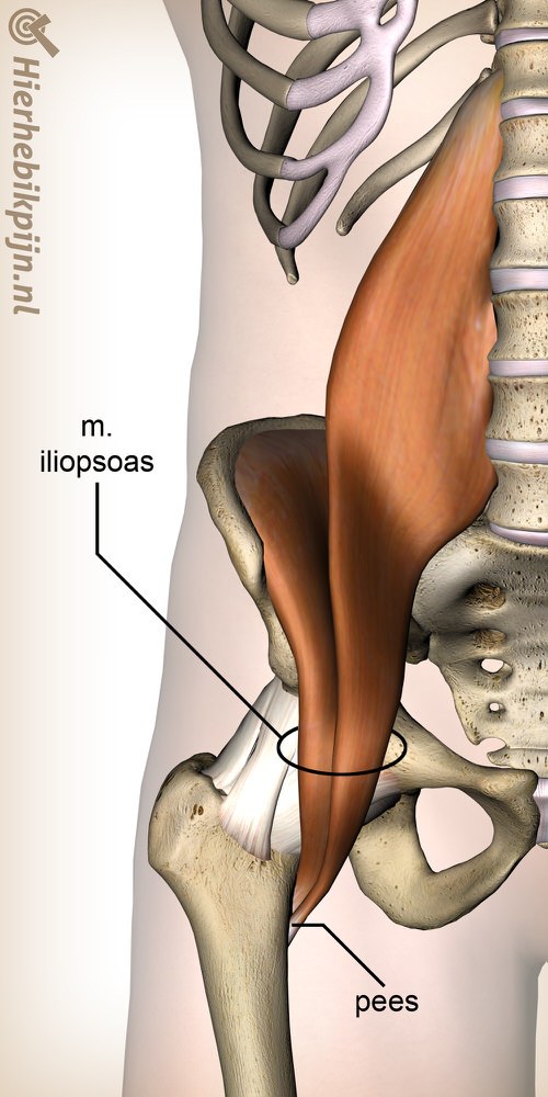 heup iliopsoas psoas major iliacus anatomie