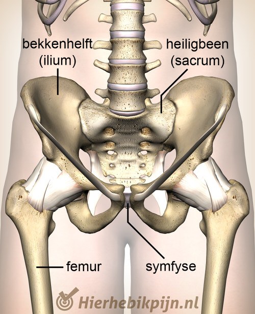 heup si gewricht ilium sacrum symfyse symphysis pubica femur bekken bekkenhelft heiligbeen