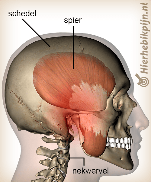anatomie hoofd