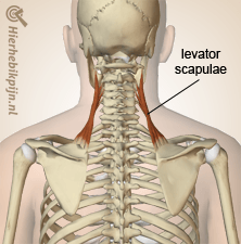 hoofd nek musculus levator scapulae spier