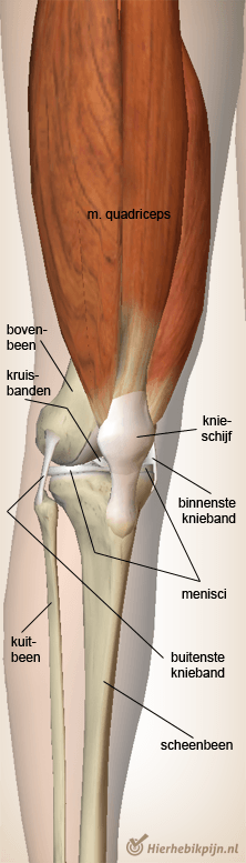 anatomie knie