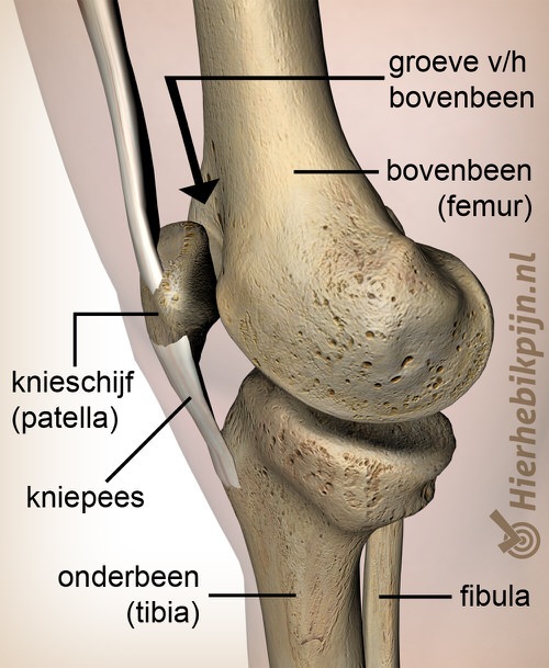 knie facies patellaris femoris groeve patella knieschijf