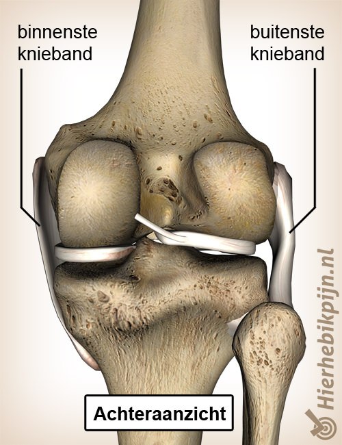 knie kniebanden binnenste buitenste knieband achteraanzicht