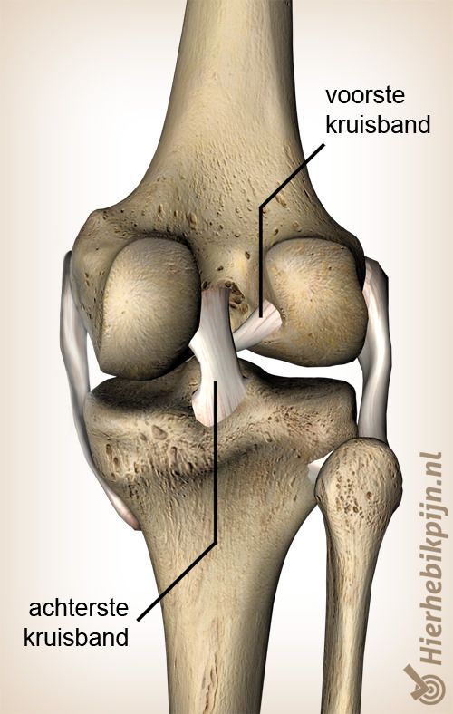 knie kruisbanden achterste voorste kruisband