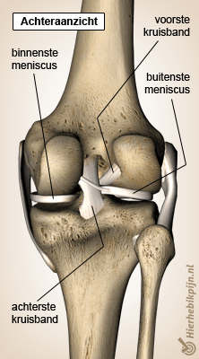 knie meniscus back