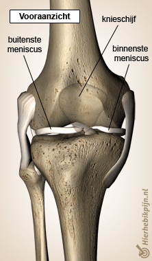 knie meniscus front