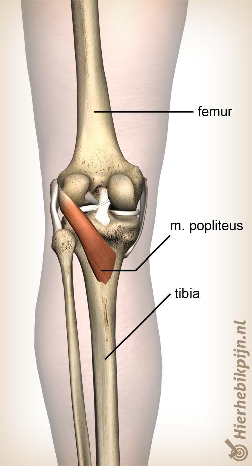 knie popliteus spier