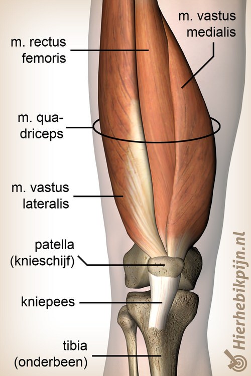 knie quadriceps spier rectus femoris vastus lateralis medialis anatomie