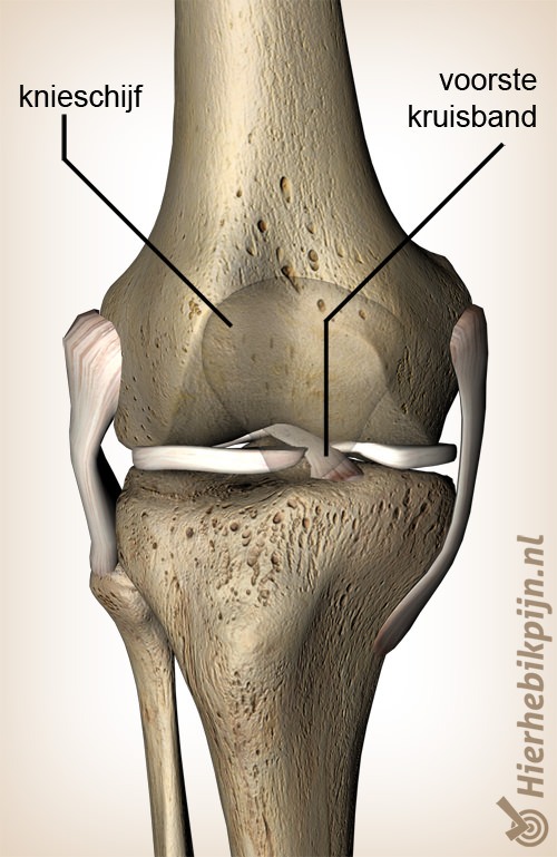 knie voorste kruisband ligamentum cruciatum anterius