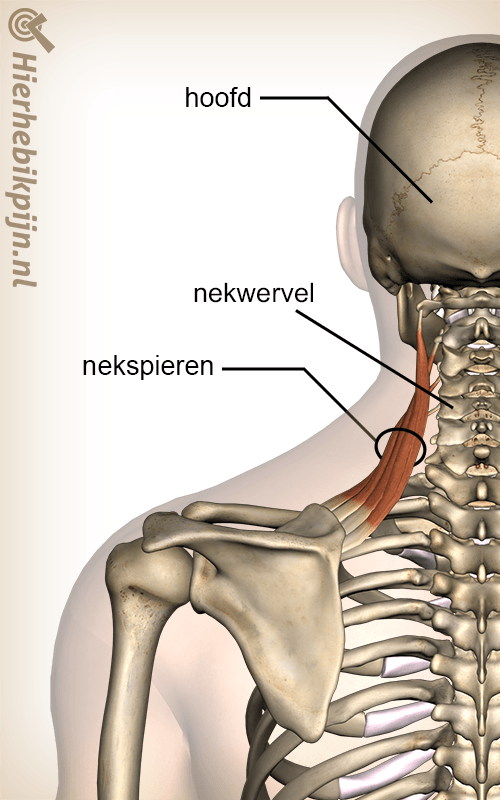 fotografie Ongelijkheid straal Nekpijn | Doe de zelfcheck | Hier Heb Ik Pijn