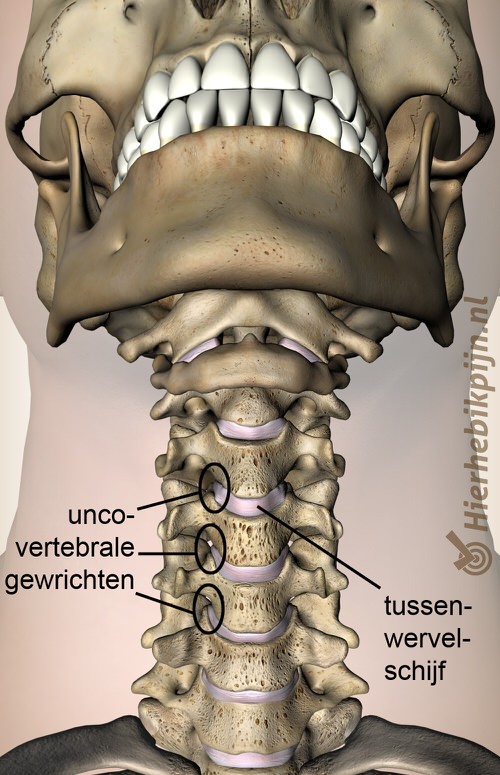 nek uncovertebrale gewricht tussenwervelschijf discus anatomie