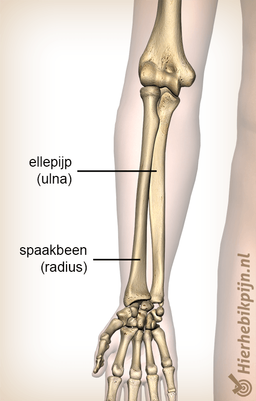 anatomie onderarm